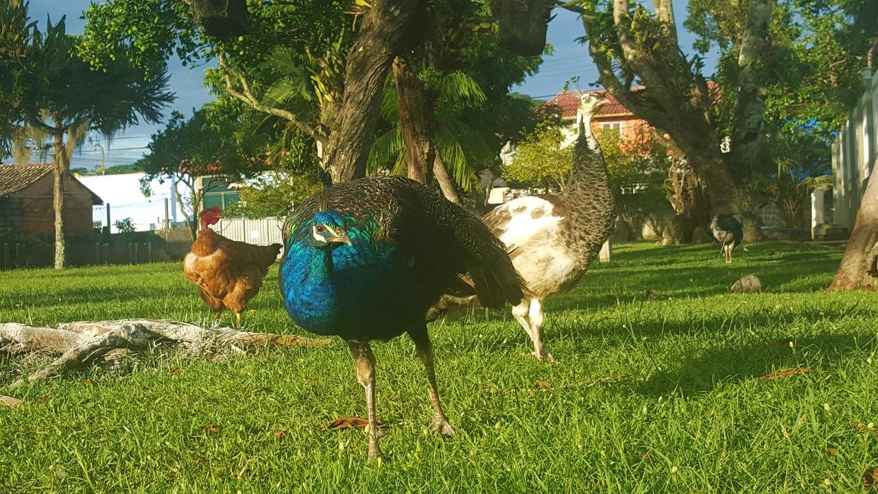 Pousada Pavao Branco Florianópolis 외부 사진