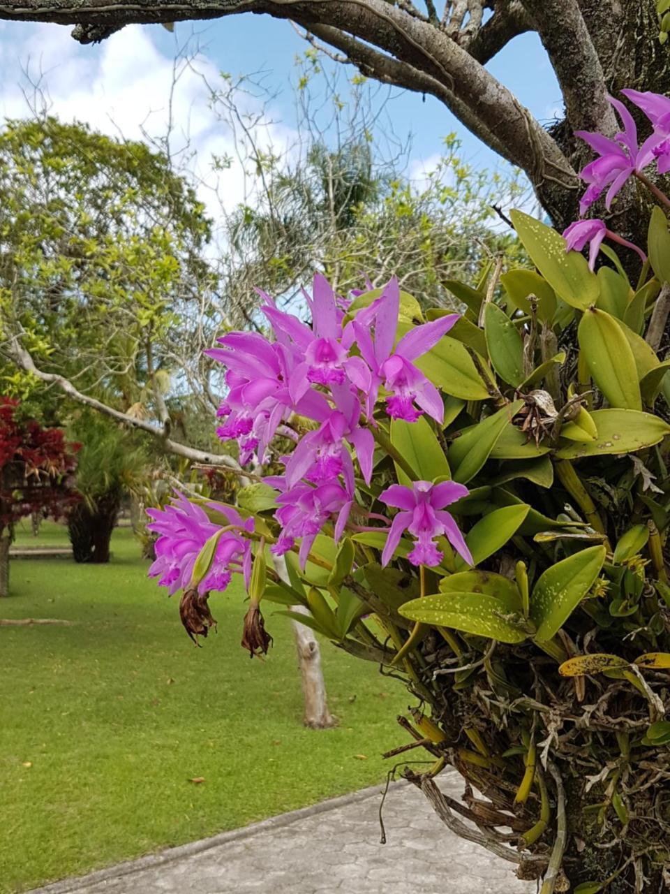 Pousada Pavao Branco Florianópolis 외부 사진